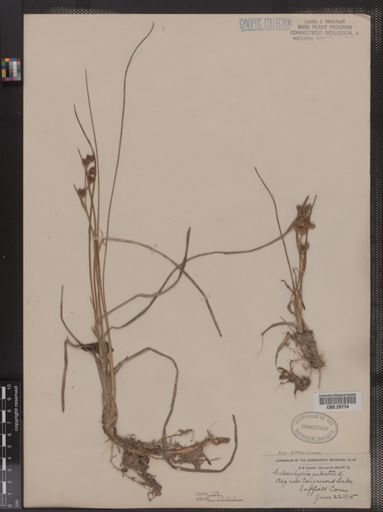 Scheuchzeria palustris