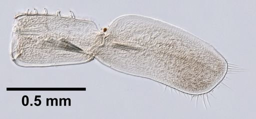 Caecidotea racovitzai