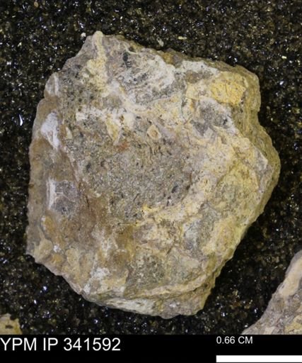 Scaphites sp.