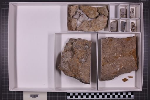 mixed taxa, stratigraphic collection
