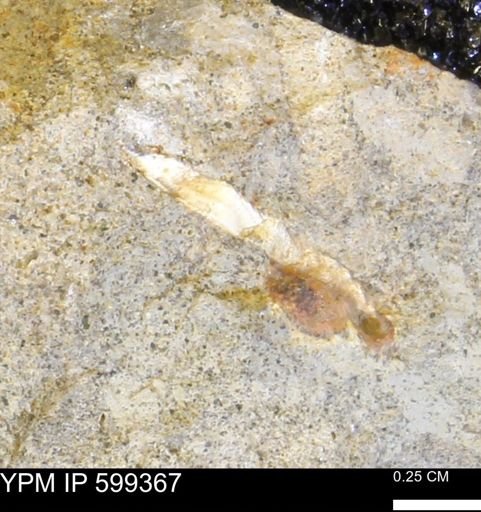 Protocardia subquadrata