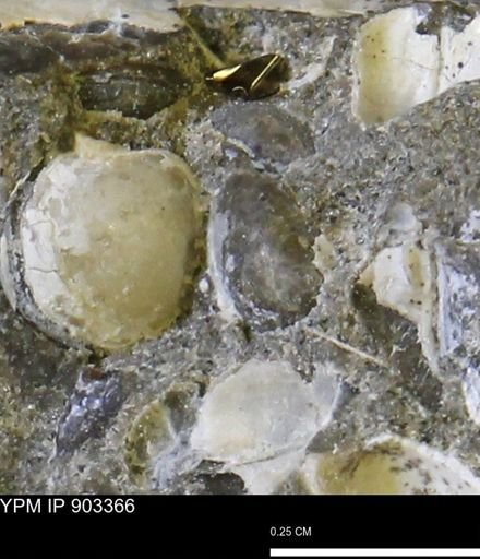 undet. Bivalvia