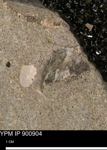 undet. Mollusca