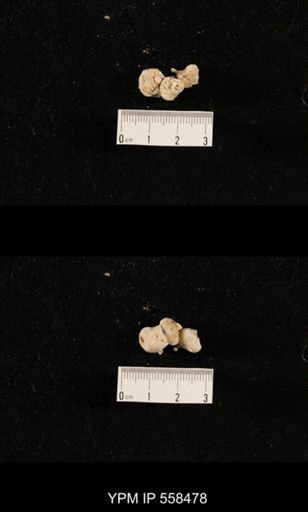 Girtycoelia sp.