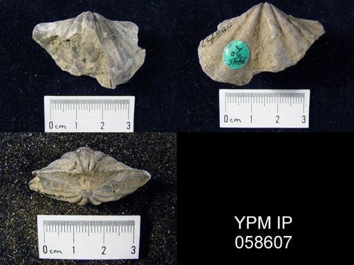Macropleura macropleura