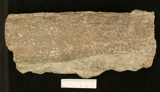 Aulacera nodulosa