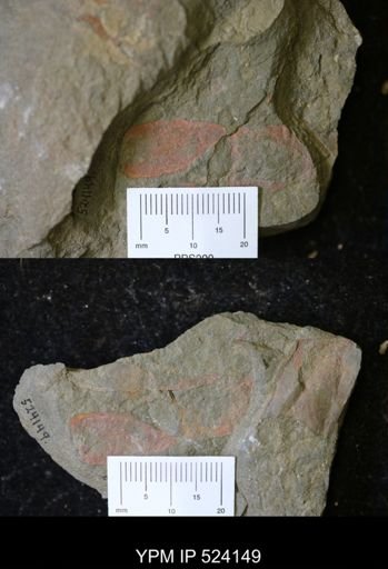 undet. Porifera
