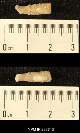 Archaeocidaris sp.