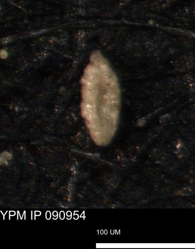 Miliammina cf. sproulei