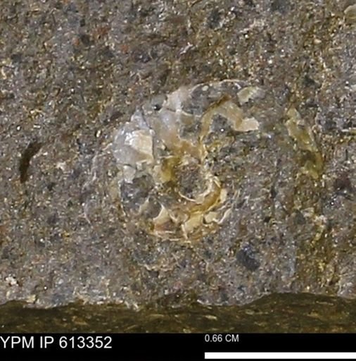 Scaphites sp.