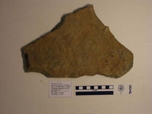 Batrachopus cf. gracilis