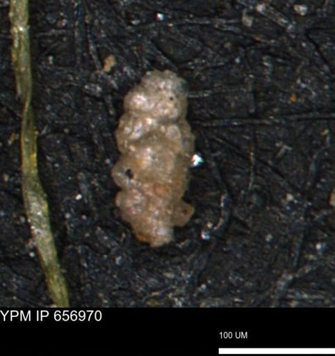 Verneuilinoides hectori