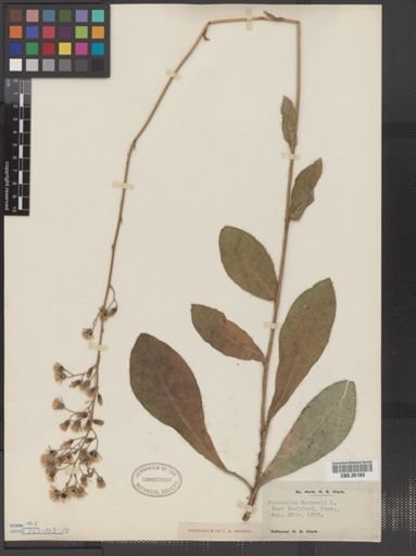 Hieracium gronovii