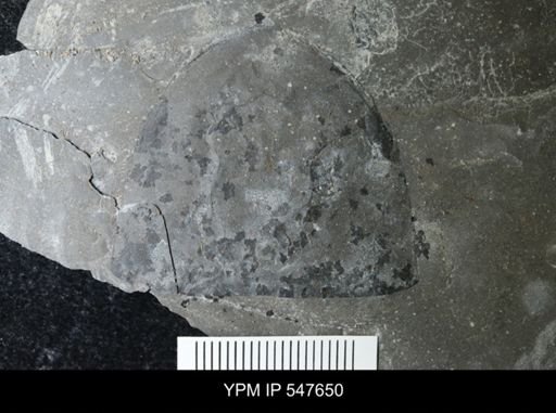 Eurypterida