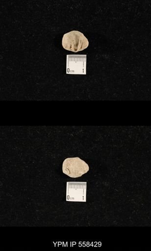 Phricodothyris sp.