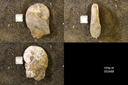Hoploscaphites nicolletii