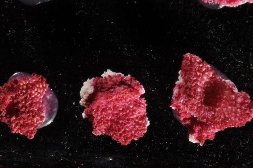 Bryozoa
