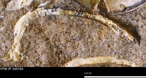 undet. Bivalvia