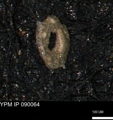 Spirolocammina subcircularis