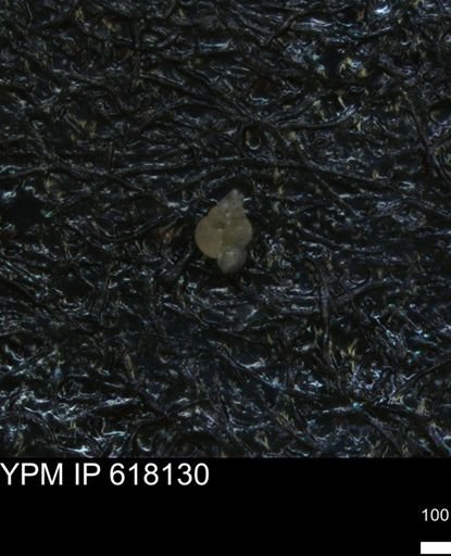 undet. Heterohelicidae