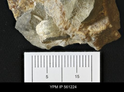 Scaphites sp.