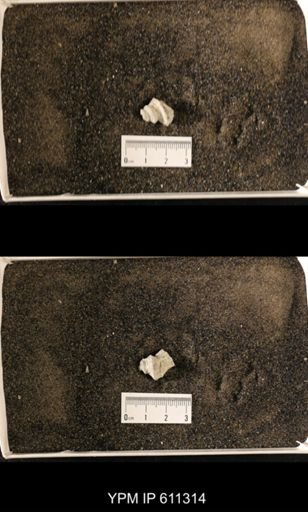 Lophospira oweni