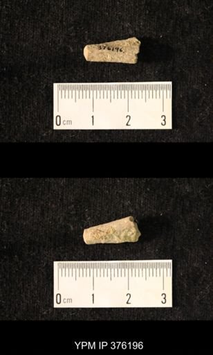 Pseudorthoceras knoxense