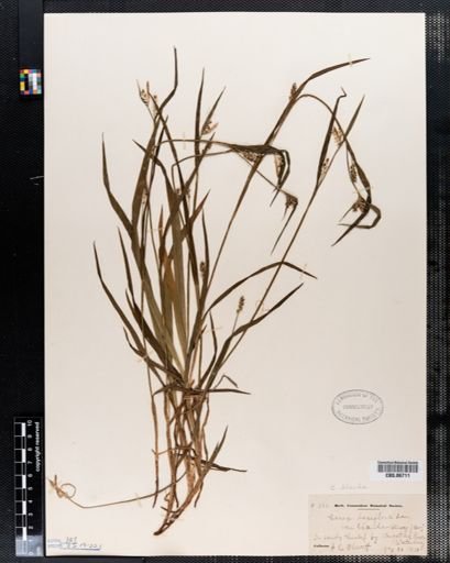 Carex laxiflora