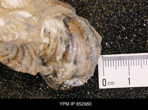Inoceramus sp.