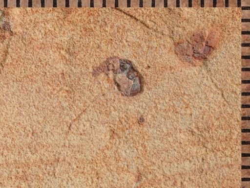 Coleoptera?