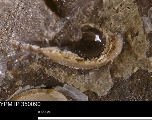 undet. Bivalvia