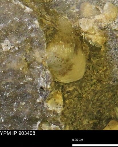undet. Bivalvia