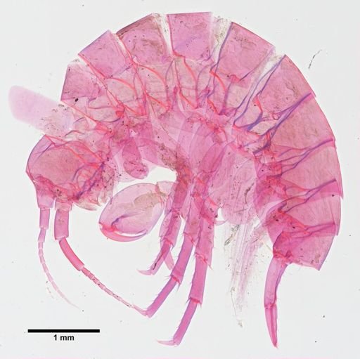 Hyalella