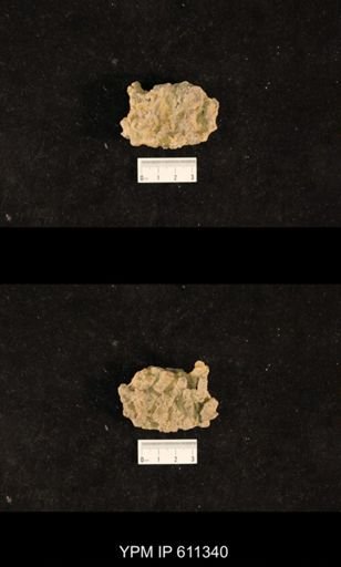 Monticulipora cincinnatiensis