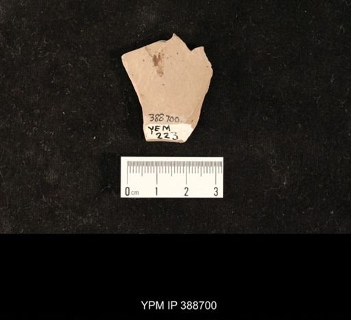 undet. Hemiptera