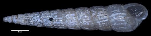Turbonilla interrupta