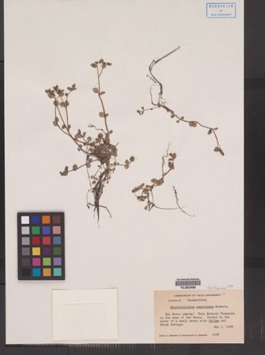 Chrysosplenium americanum