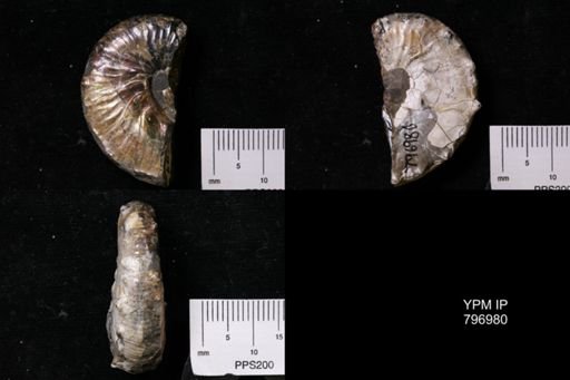 Hoploscaphites sp.