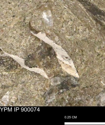 undet. Bivalvia