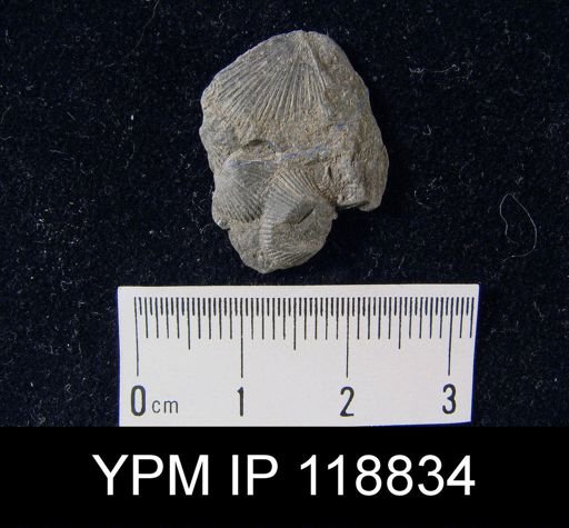 Schuchertella pecten
