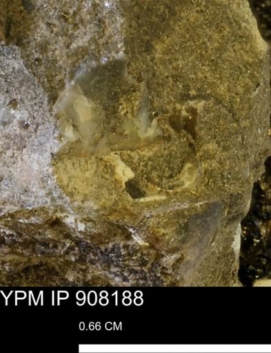 Nautiloidea?