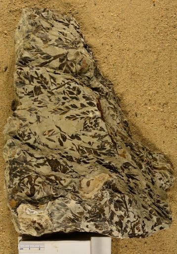 Triphyllopteris rarinervis