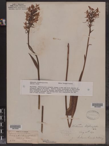 Habenaria blephariglottis