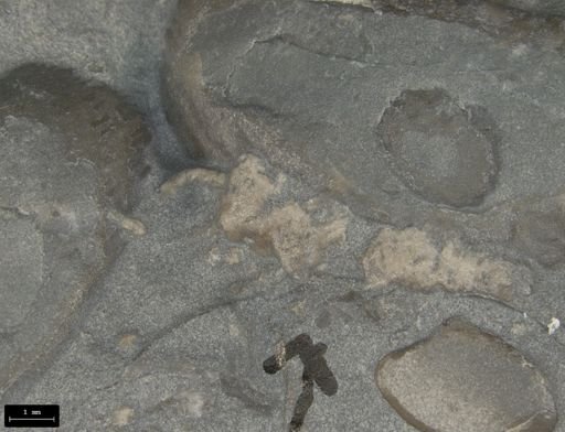 Aplocoma damesii