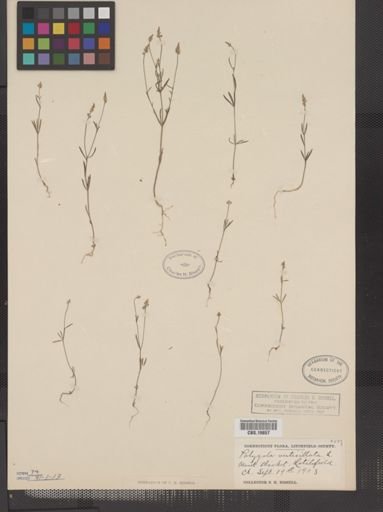Polygala verticillata