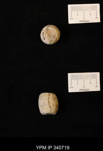 undet. Ichnofossil (invertebrate)