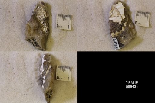 undet. Scaphitidae