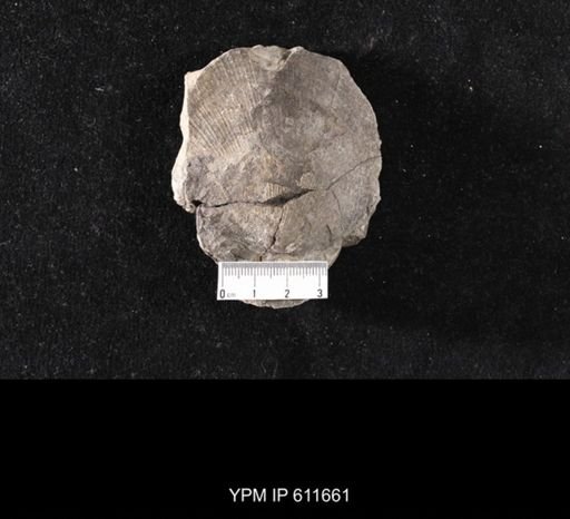 Aviculopecten sp.