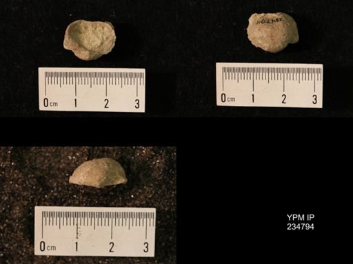 Marginifera splendens