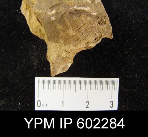 Linoproductus ovatus